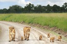 Nairobi Airport Layover Half Day Tour to Nairobi National Park