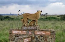 Nairobi Airport Layover Half Day Tour to Nairobi National Park