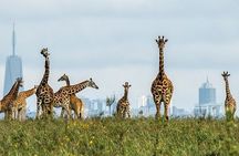 Nairobi Airport Layover Half Day Tour to Nairobi National Park