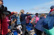 Vancouver Island Half-Day Whale Watching Tour - Telegraph Cove
