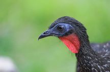 3-Day Small-Group Pacaya-Samiria Park Camping Adventure from Iquitos