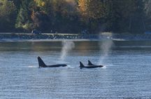 Victoria Zodiac Whale Watching Adventure 