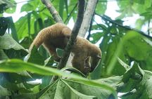 4-Day Wildlife camping tour to Pacaya-Samiria National Park from Iquitos, Peru