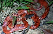 4-Day Wildlife camping tour to Pacaya-Samiria National Park from Iquitos, Peru