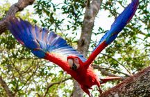 4-Day Wildlife camping tour to Pacaya-Samiria National Park from Iquitos, Peru