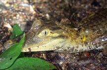 4-Day Wildlife camping tour to Pacaya-Samiria National Park from Iquitos, Peru