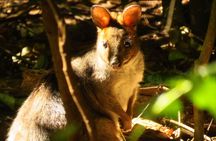Byron Bay Wildlife Safari