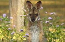 Byron Bay Wildlife Safari