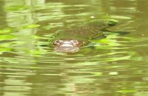Byron Bay Platypus Walk