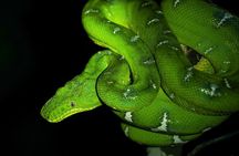 5-Day Wildlife of the Pacaya National Park from Iquitos