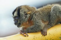 5-Day Wildlife of the Pacaya National Park from Iquitos