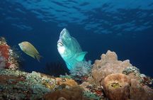 Scuba Diving at Tulamben USAT Liberty Wreck