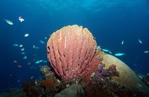 Snorkeling at Tulamben USAT Liberty Wreck