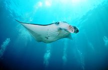 Snorkelling with Manta Rays