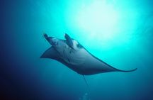 Snorkelling with Manta Rays