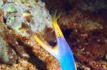 Scuba Diving at Padangbai: Shark Point and Blue Lagoon