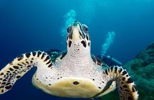 Scuba Diving at Padangbai: Shark Point and Blue Lagoon
