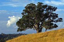 Private Guided Best of Waiheke Island