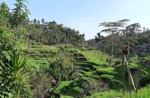 Bali All Inclusive Tour, Ubud Rice Terrace, Temple and Volcano