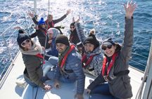 Whale Watching Sailing Experience in Sydney
