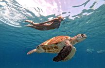 Swimming with sea turtles with the Award Winner 2023 & 2024