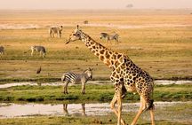 Cape Town - Overnight Best of Inverdoorn Safari Game Reserve 