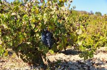 Local Wineries Tour with Wine Testing from Paphos