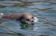 Lima: Palomino Islands, swim with sea lions in the Pacific Ocean