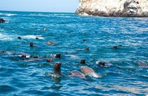 Lima: Palomino Islands, swim with sea lions in the Pacific Ocean