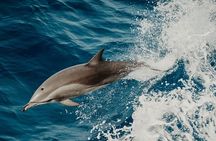 Depart Saint Raphaël: Meet the Dolphins