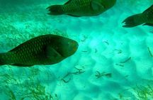 A Unique Private Snorkel Tour of Key Largo 