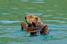 26 Glacier Cruise and Coach from Anchorage, AK