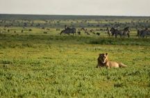 3days Tarangire,Ngorongoro Crater and lake Manyara 