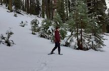Private Snowshoe Adventure - Sequoia National Park 