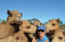 1 Hour Broome Sunset Camel Tour 