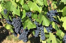 Beaujolais Wine Discovery - Private Tour - Half Day