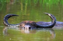 Once-in-a-lifetime Experience in Sri Lanka - 8 Days