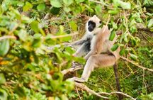 Once-in-a-lifetime Experience in Sri Lanka - 8 Days