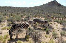 Visit African Big 5 Safari Aquila Game Reserve from Cape Town - full Day