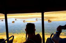 Visit African Big 5 Safari Aquila Game Reserve from Cape Town - full Day
