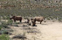 Visit African Big 5 Safari Aquila Game Reserve from Cape Town - full Day