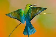 Muthurajawela Bird Watching Tour From Colombo & Negombo