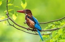 Muthurajawela Bird Watching Tour From Colombo & Negombo