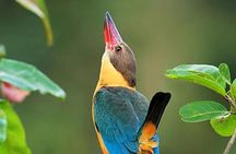 Muthurajawela Bird Watching Tour From Colombo & Negombo