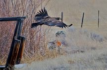 Private Birdwatching Activity in Penticton