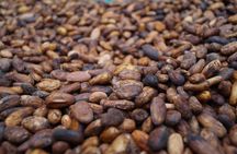 Mindo Cloud Forest PRIVATE Day Trip