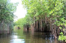 Black River Safari plus YS Falls Private Tour 