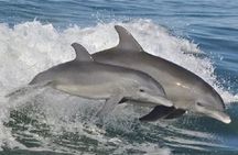 Big Fun Dolphin Cruise & Sealife Experience ORANGE BEACH ALABAMA