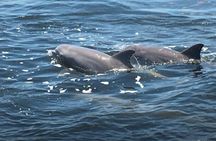 Big Fun Dolphin Cruise & Sealife Experiece ORANGE BEACH ALABAMA