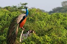 Once-in-a-lifetime Experience in Sri Lanka - 8 Days